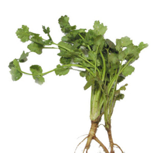 为什么不能吃香菜(芫荽)